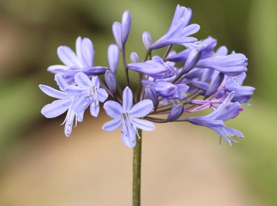 Fiori blu a strisce Agapanthus campanulatus