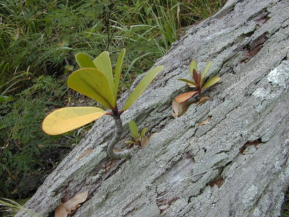 Clusia rosea hemi epifita
