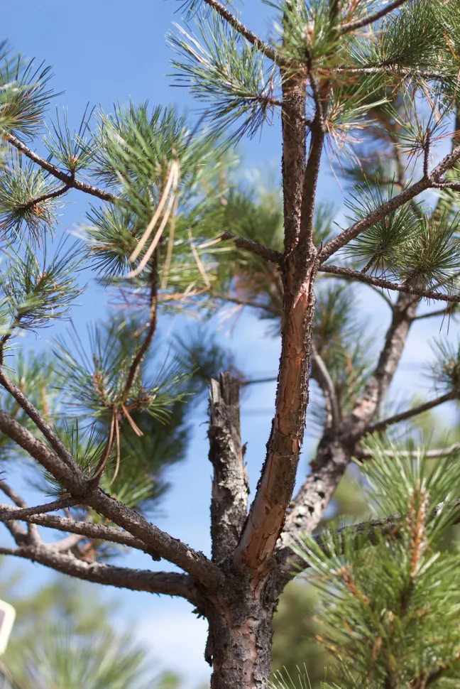 Aiguilles Pinus nigra nigra