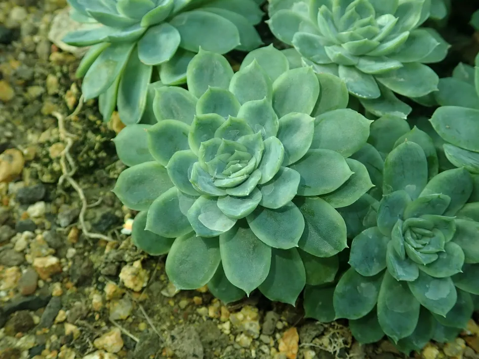 Grüne Sukkulente Echeveria elegans