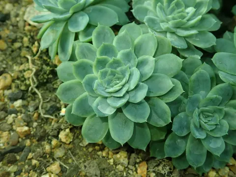 Succulenta verde Echeveria elegans