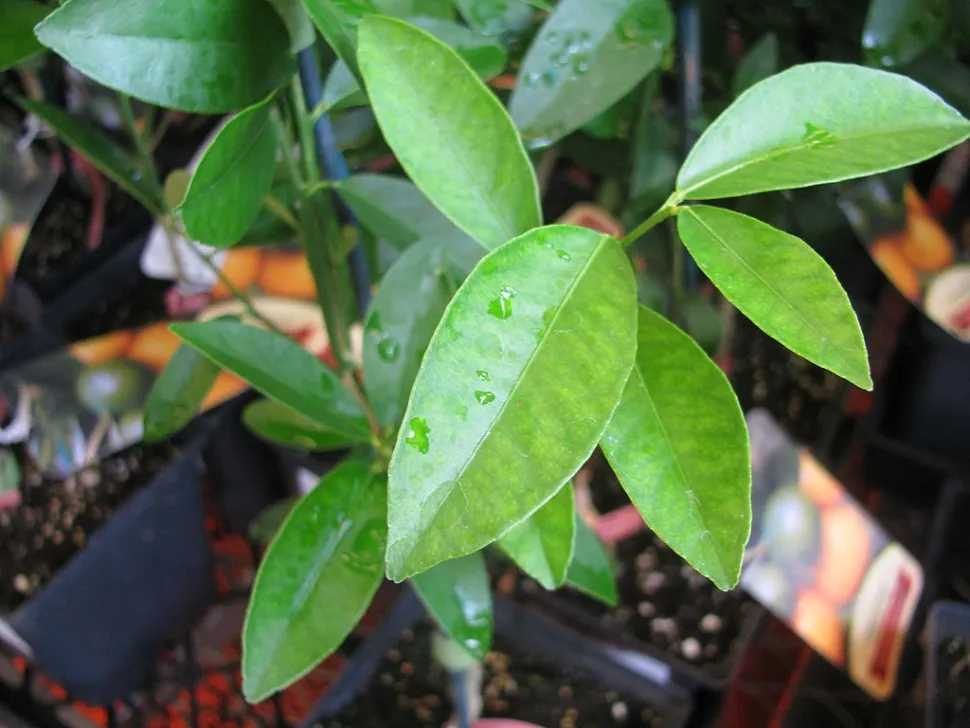 Blade af Citrus floridana
