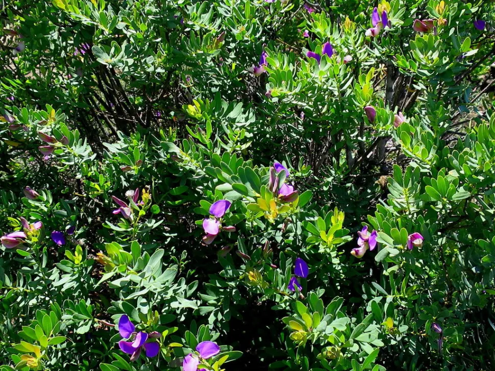 Feuillage Polygala myrtifolia