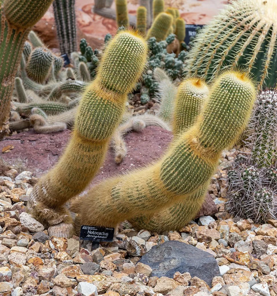 Parodia lenninghausii no solo