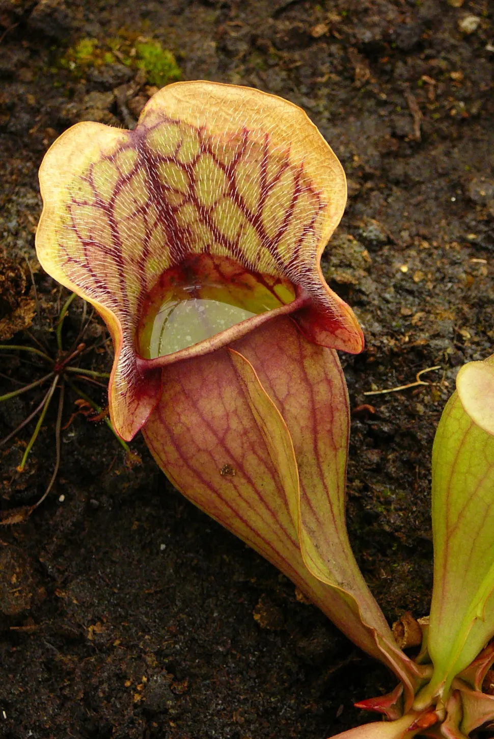 Urn gevuld met water Sarracenia venosa