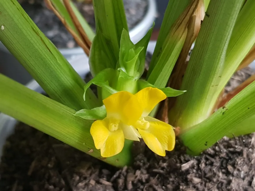 Calathea leopardina flower
