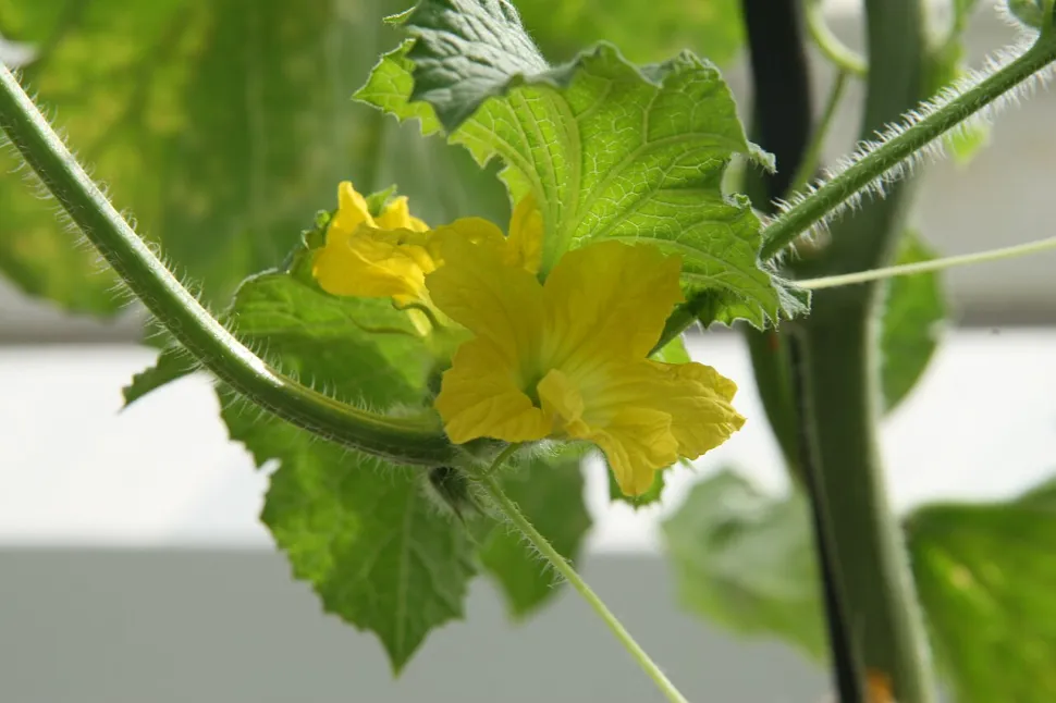 Yellow cantaloupe flower