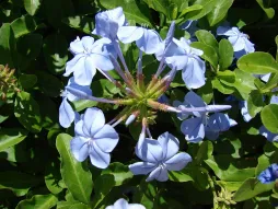 Plumbago blå blomster Plumbago auriculata