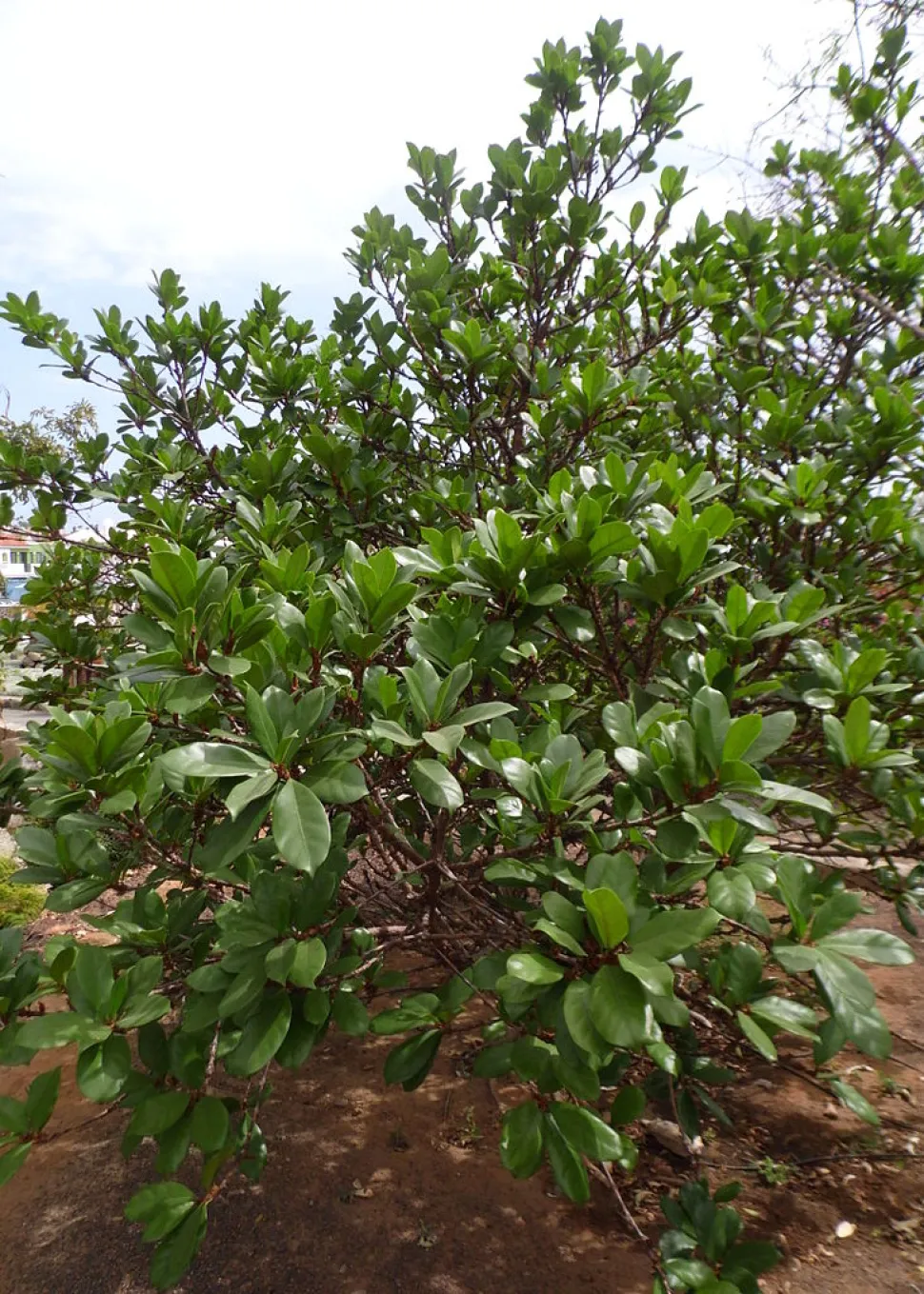 Ficus cyathistipula en el suelo