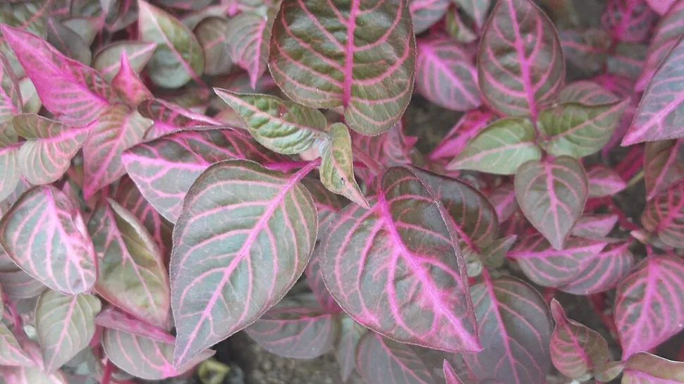 Blade af Iresine 'Acuminata'