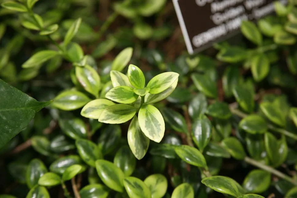 Feuilles panachées Nematanthus 'Golden West'