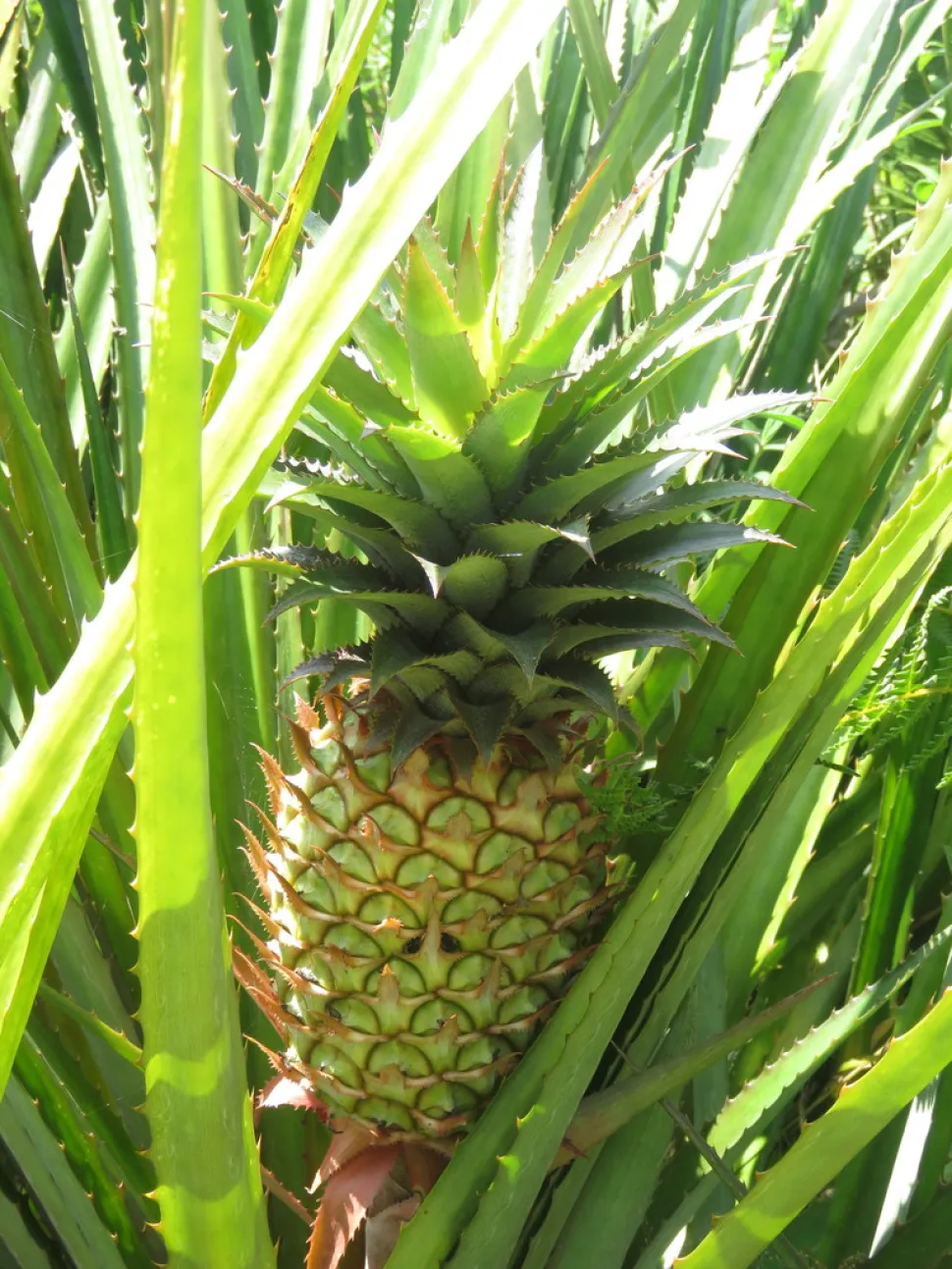 Fruto Ananas comosus var. bracteatus