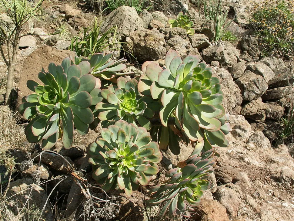 Aonium urbicum in de grond
