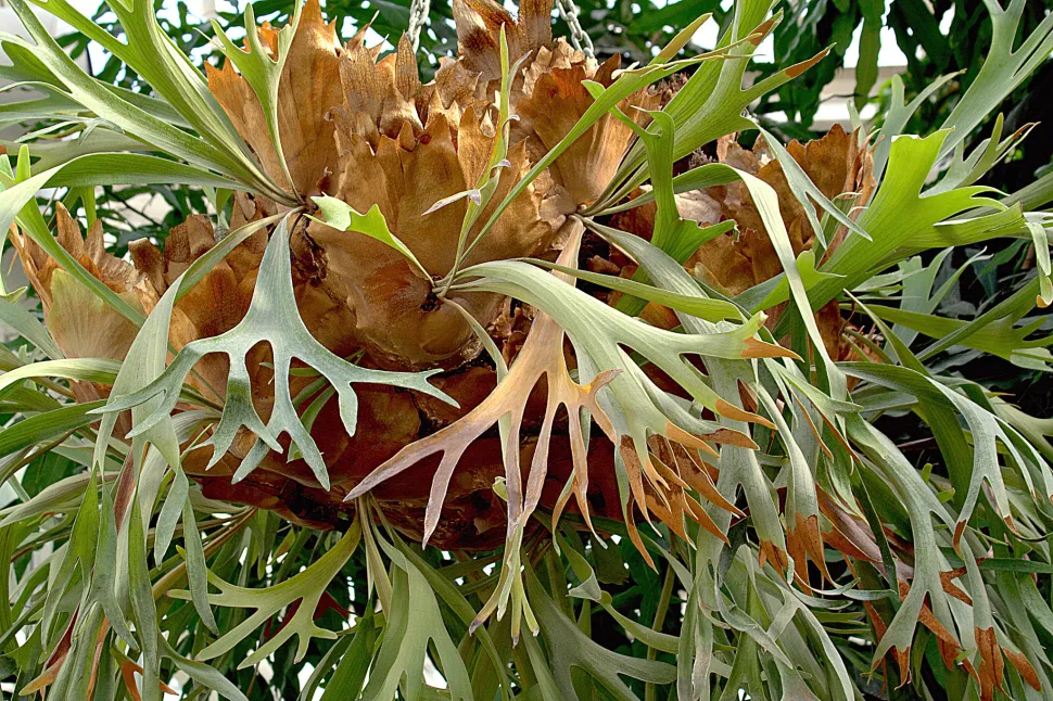 Platycerium bifurctaum