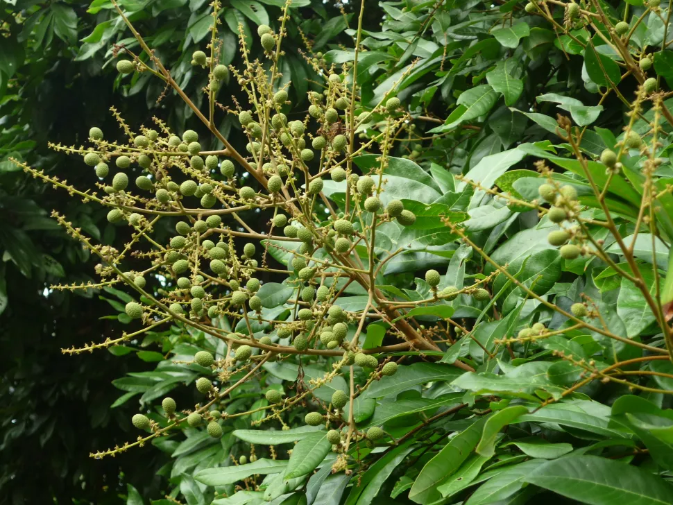 Foglie verdi con bacche gialle Dimocarpus longan