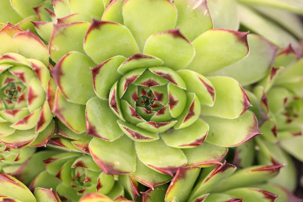 Sempervivum tectrorum in Nahaufnahme