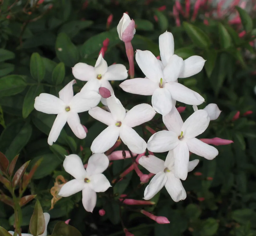 Flor de jazmín de invierno