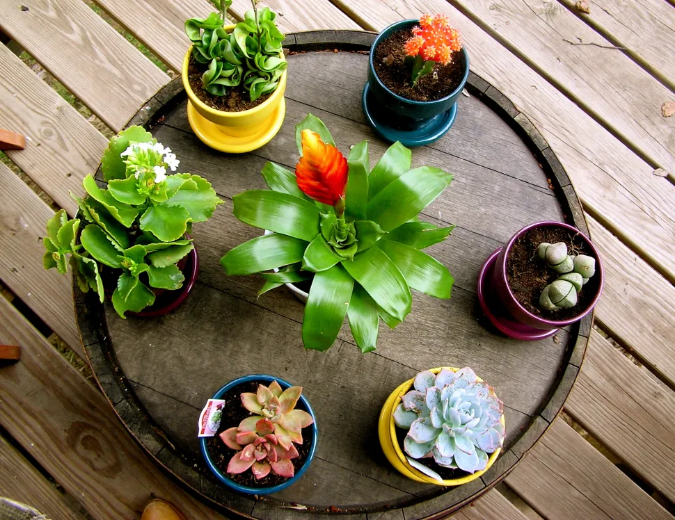 Succulente in vaso