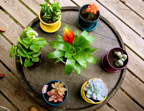 Succulents in pots