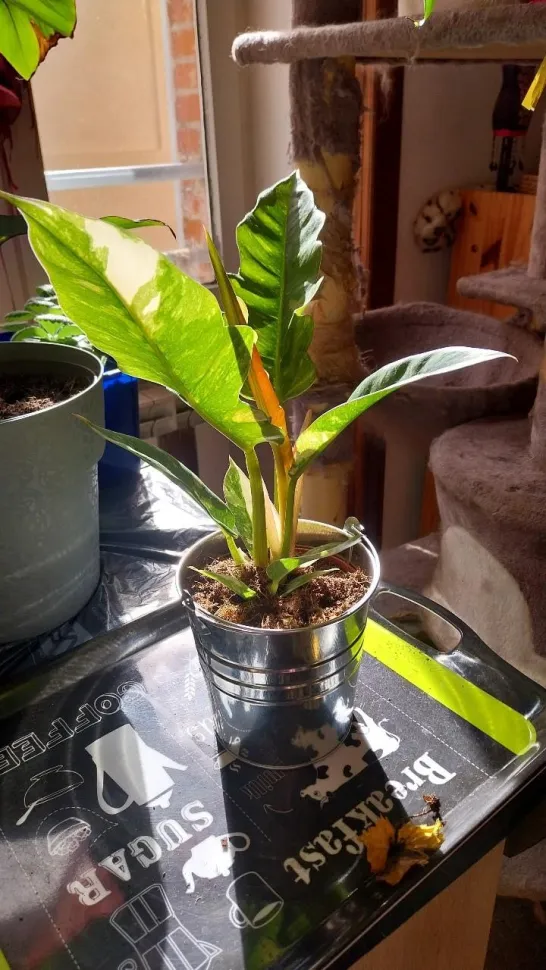 Philodendron folhagem variegada 'Anel de Fogo