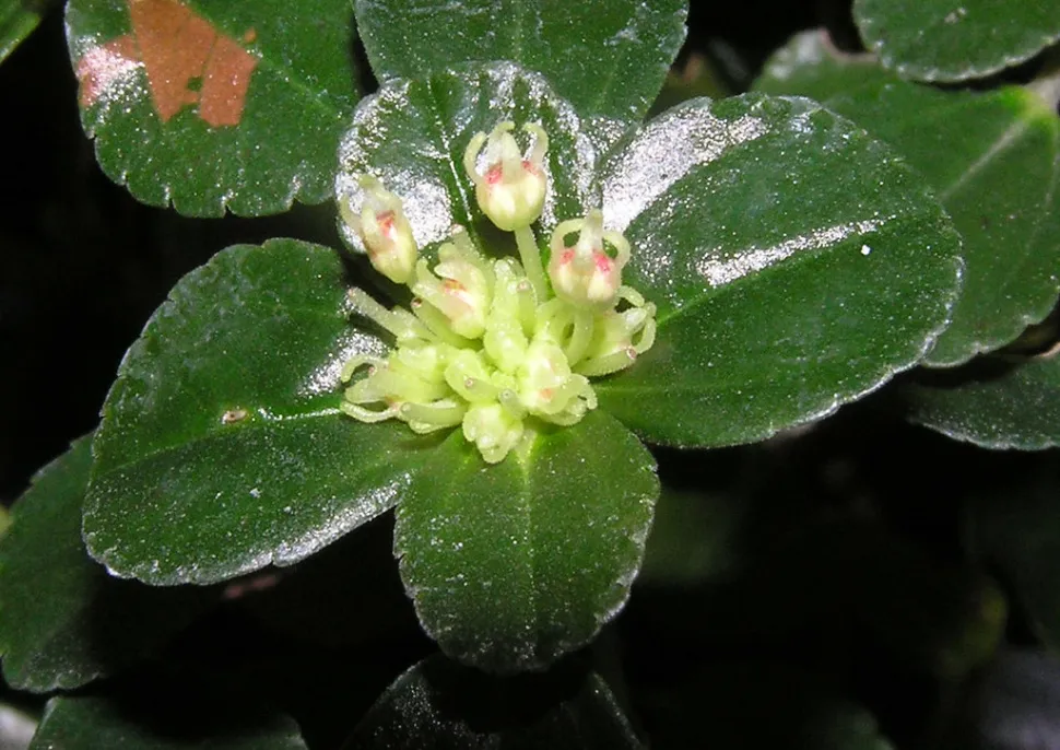 Pilea depressa i blomst