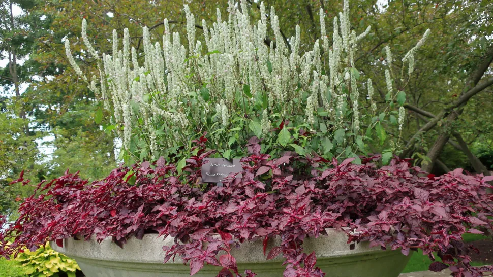 Iresine 'Purple Lady' im Topf