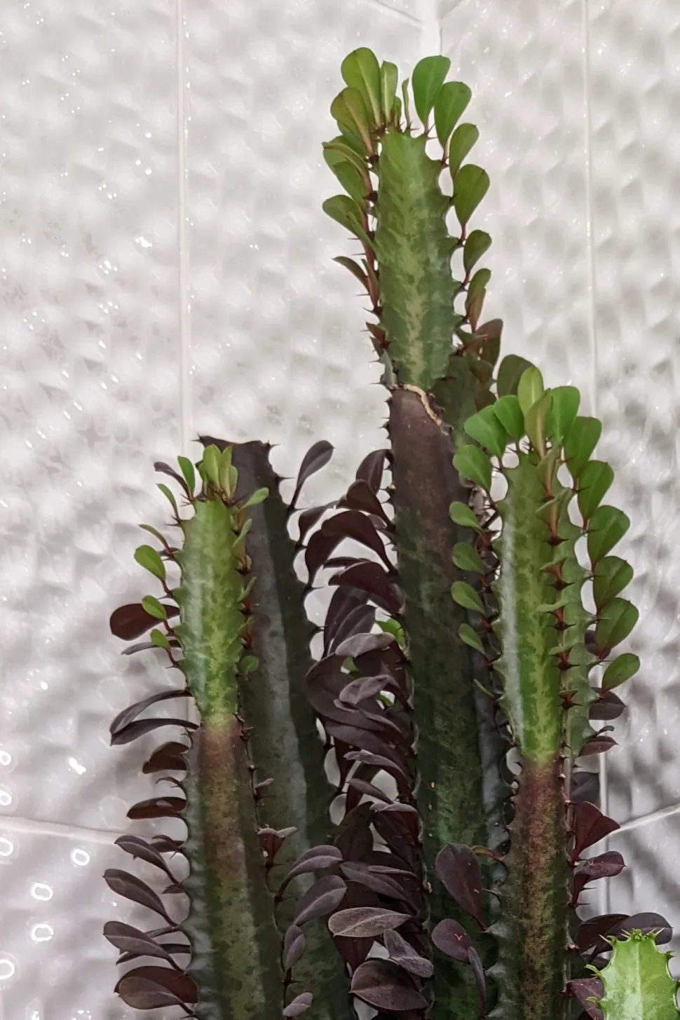 Stängel und Zweige von Euphorbia trigona 'Rubra'