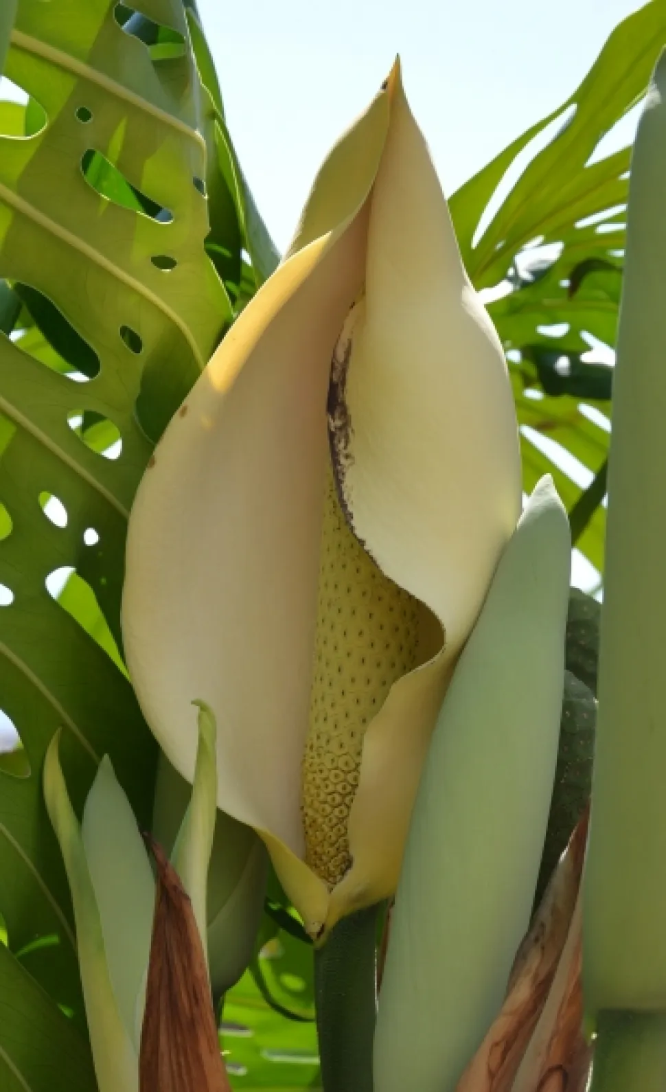 Bloem en vrucht van de Monstera deliciosa
