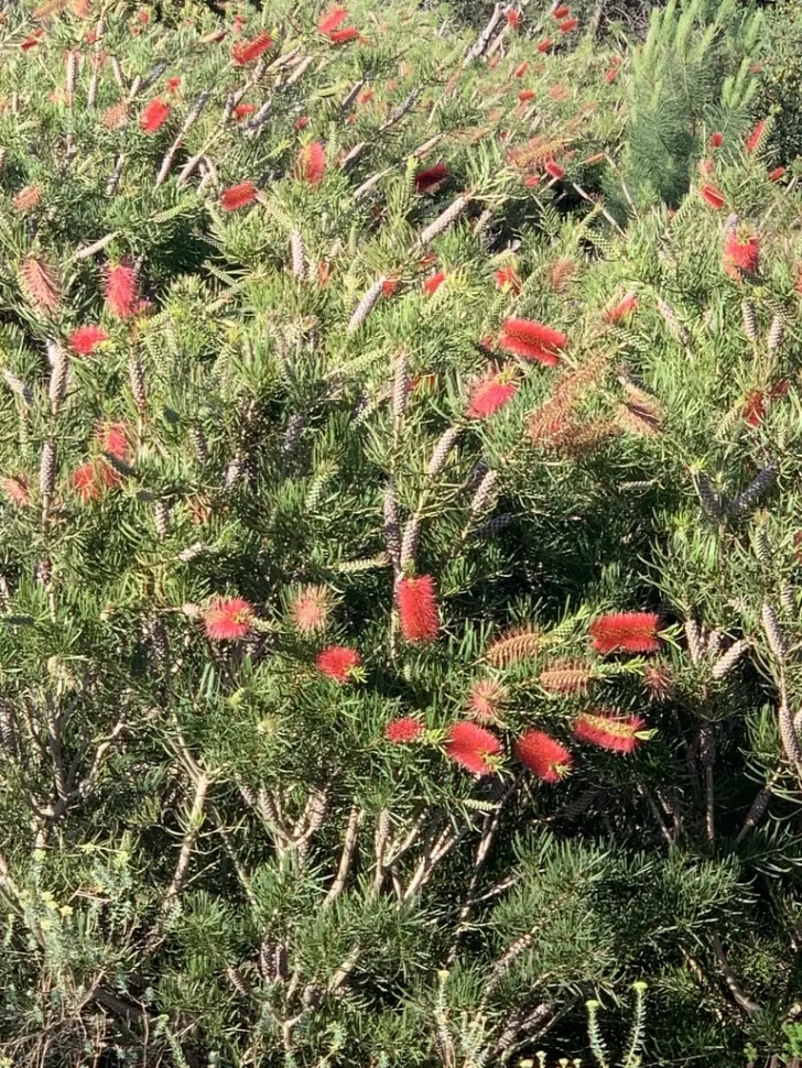 Melaleuca linearis rince-bouteille en pleine terre