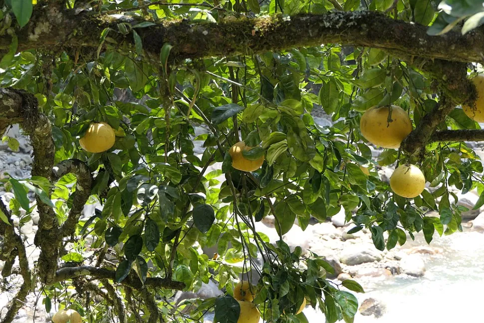 Foglie e frutti Citrus maxima