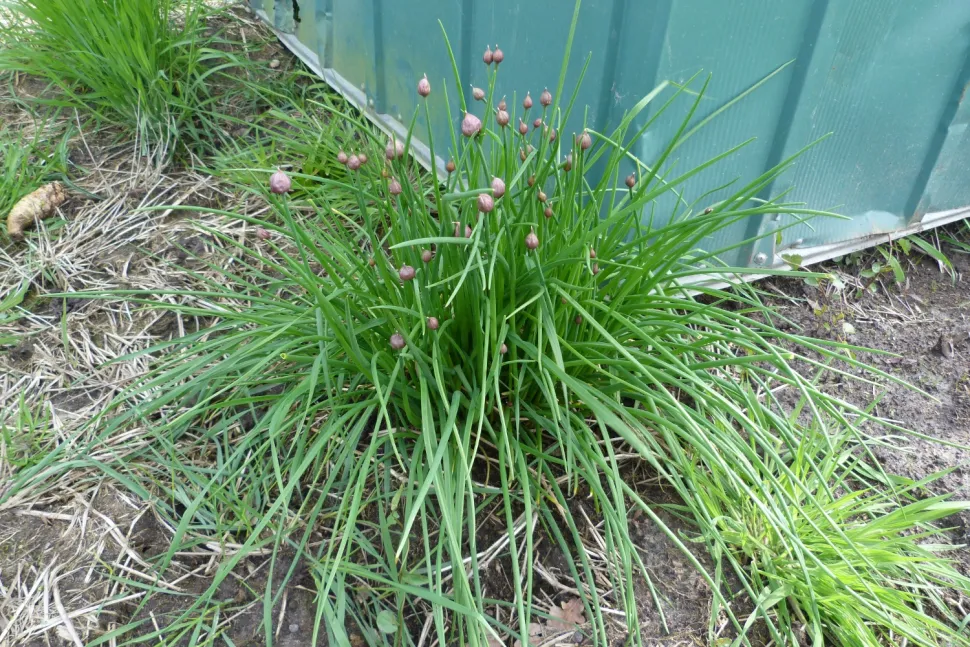 Pianta aromatica fiori viola erba cipollina