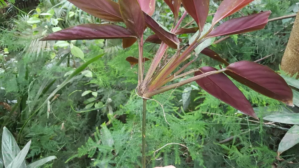 Folhas com a parte inferior roxa Stromanthe sanguinea