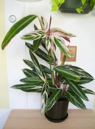 Ctenanthe oppenheimiana im Topf