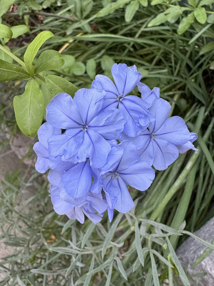 Blue flowers plumbago auriculata