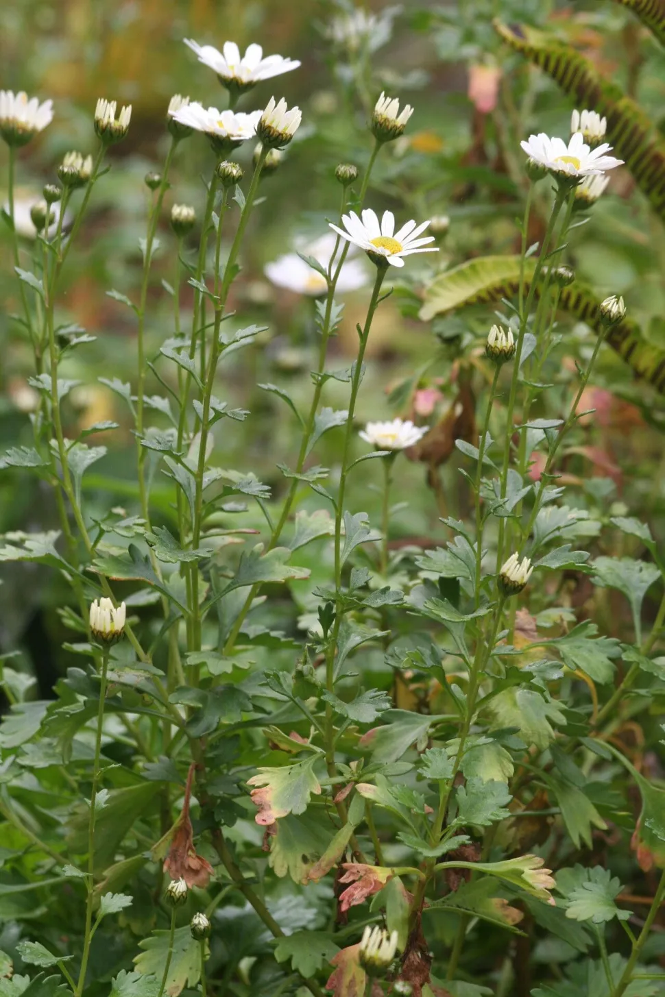 White Chrysanthemum Chrysanthemum arcticum