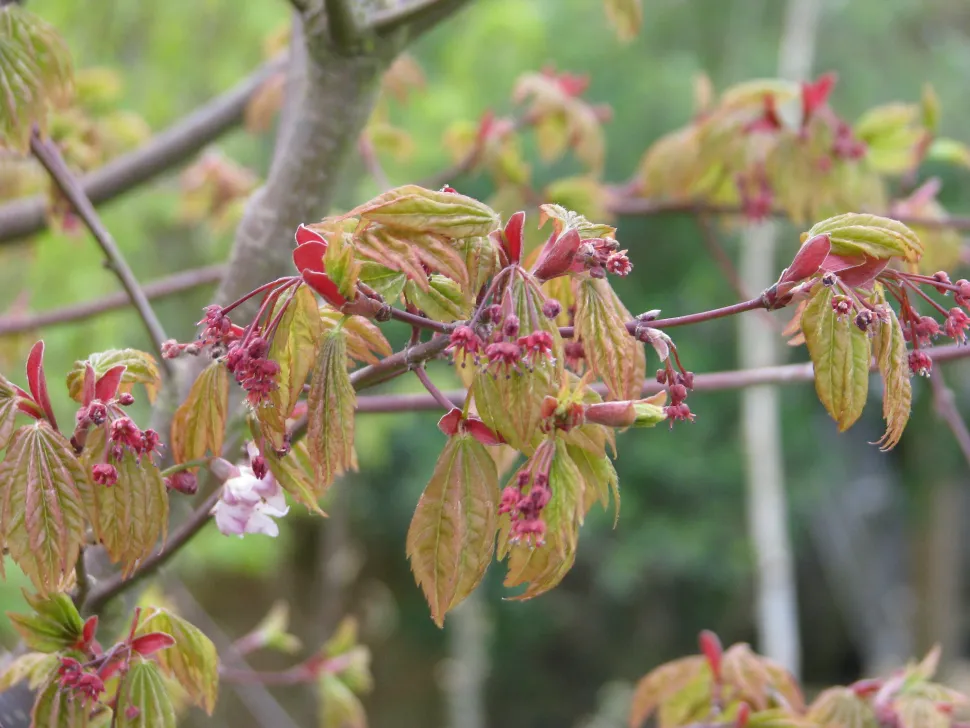 Japanische Ahornblüten