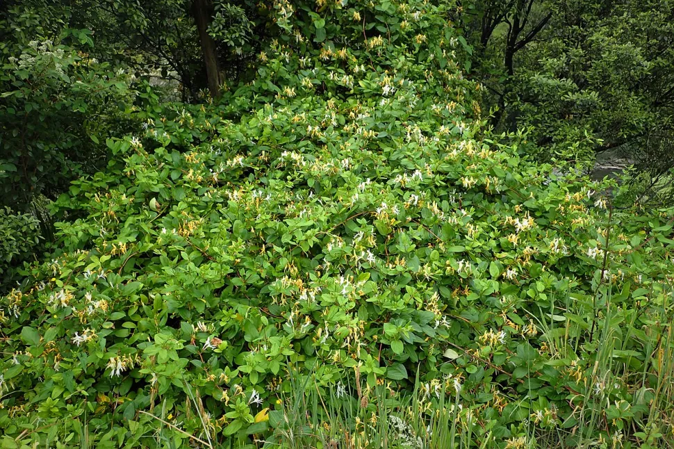 Japanisches Geißblatt Lonicera japonica