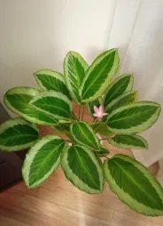 Goeppertia picturata in pot