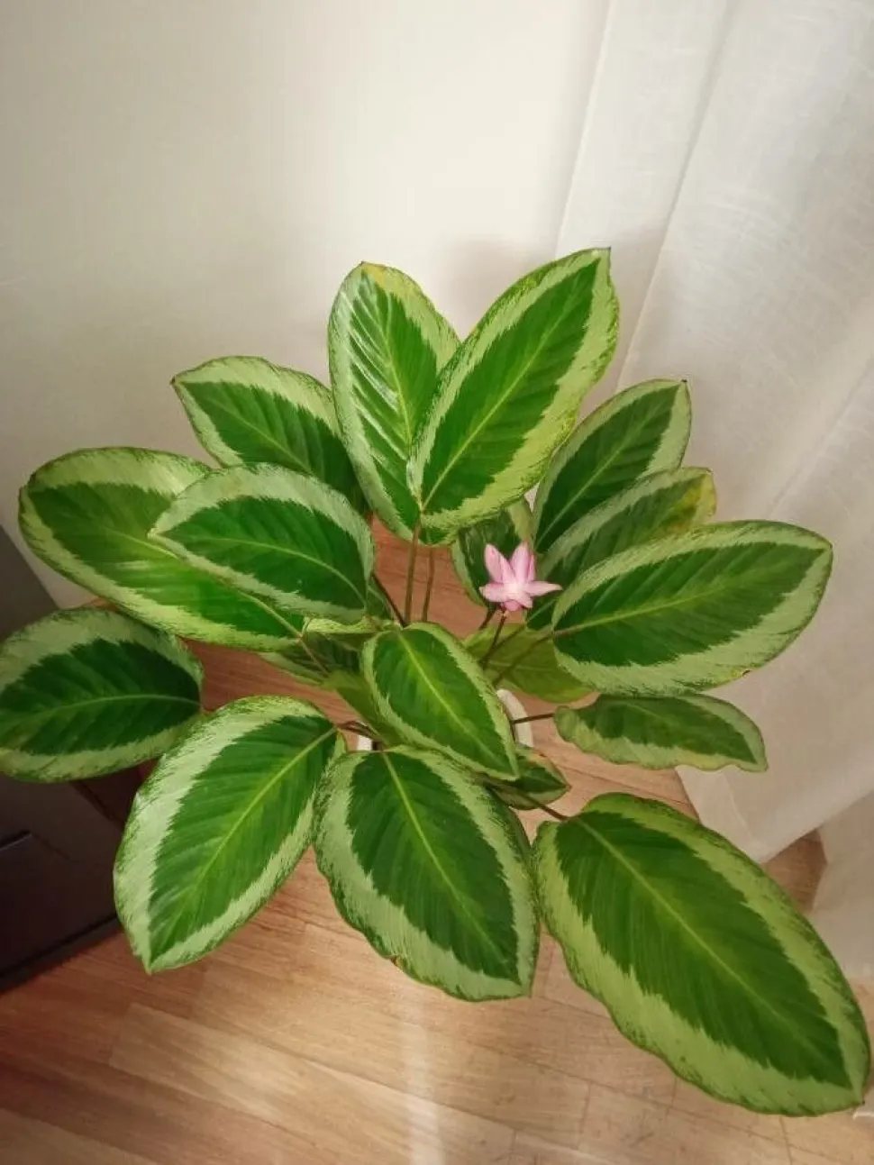 Goeppertia picturata in un vaso