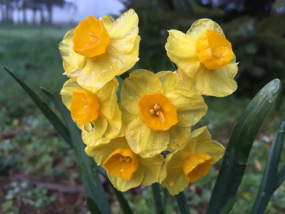 Narcisos amarillos verdaderos