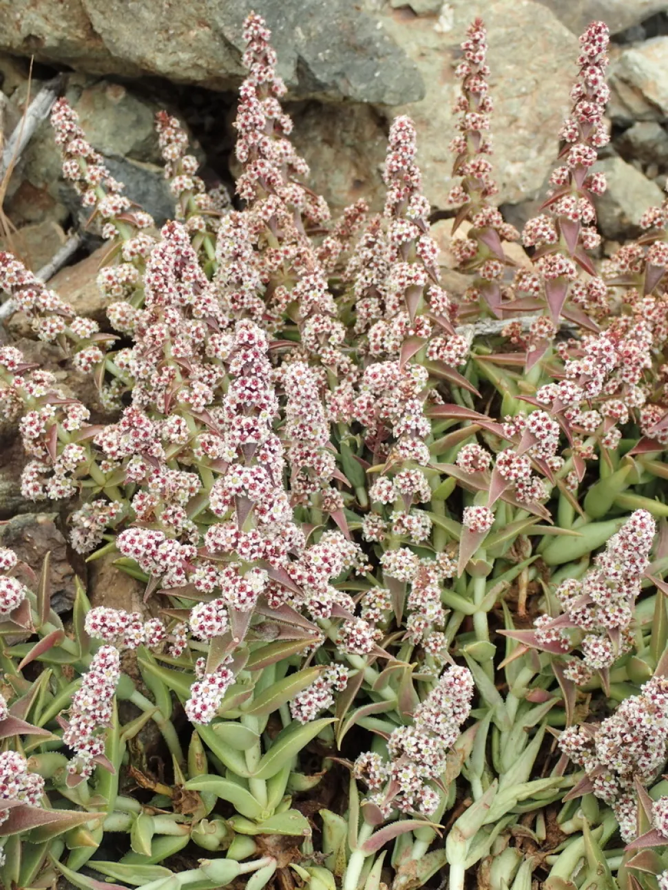 Crassula capitella em flor