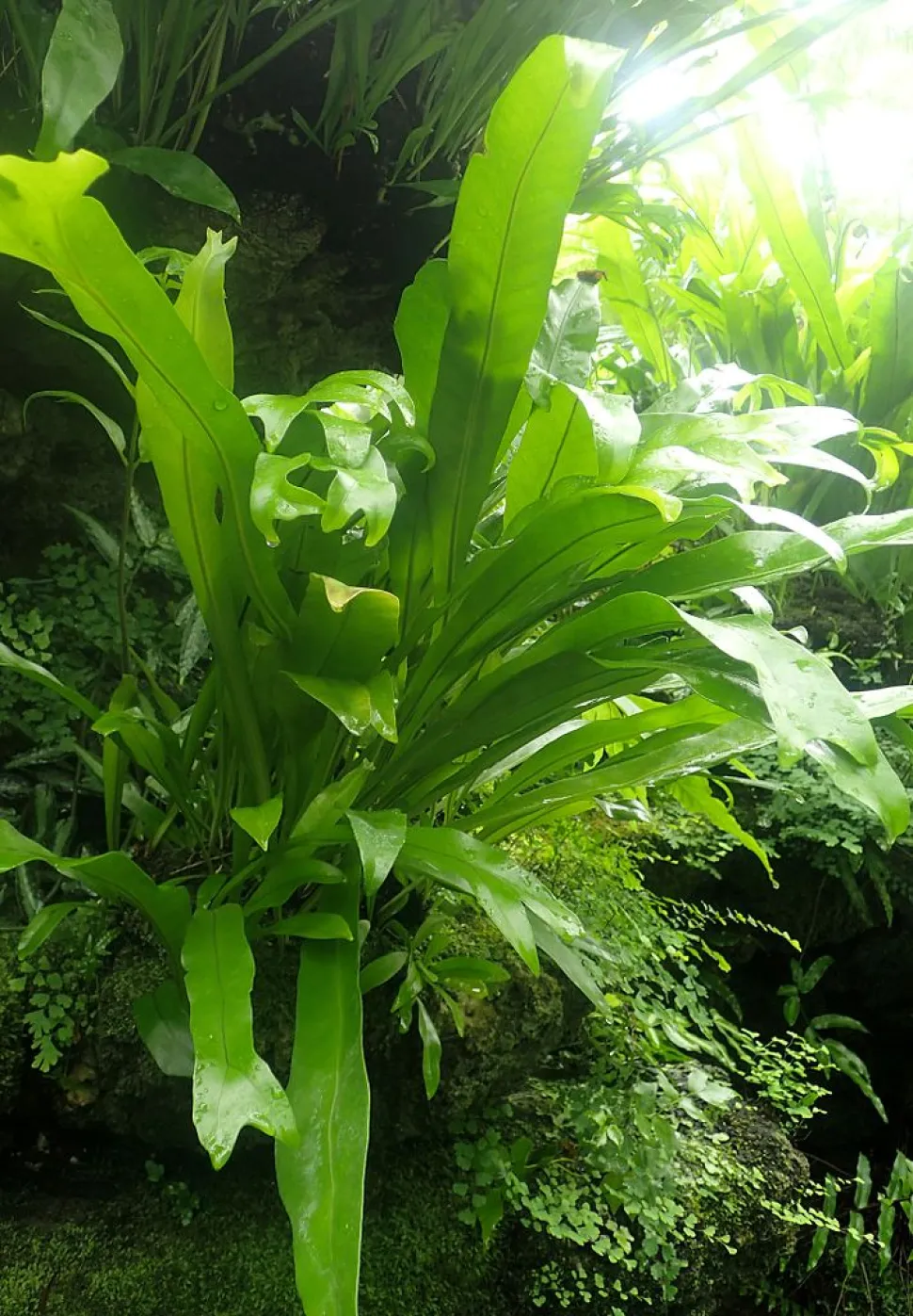 Farn microsorum punctatum grandiceps in der Natur