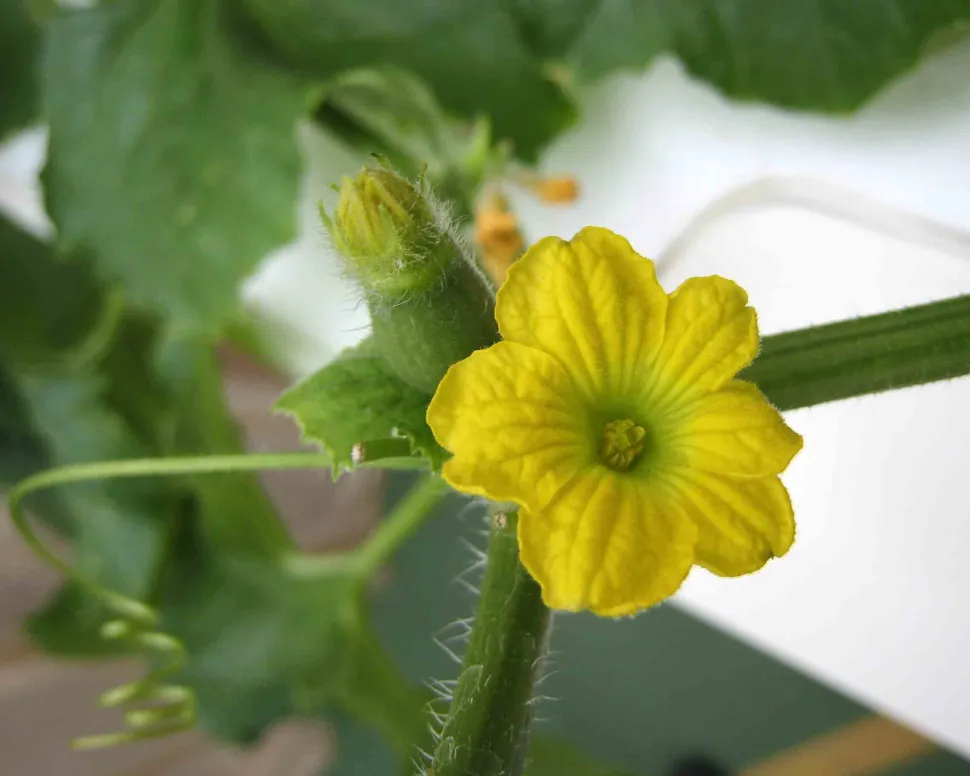 Flor amarilla Melón Cucumis melo