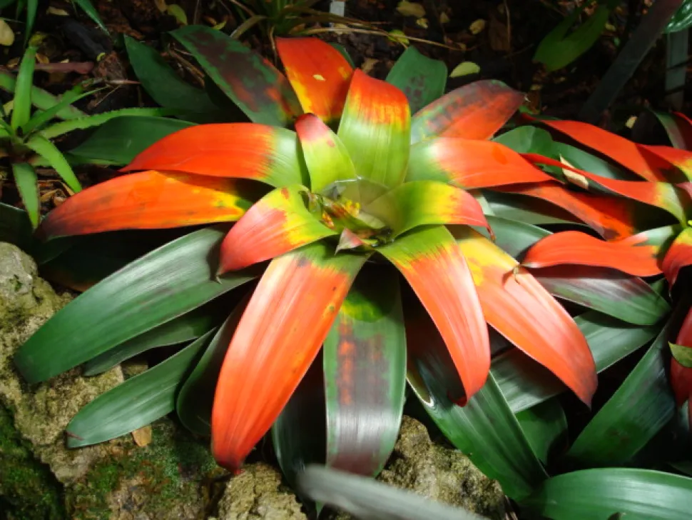 Guzmania sanguinea feuilles rouges et vertes