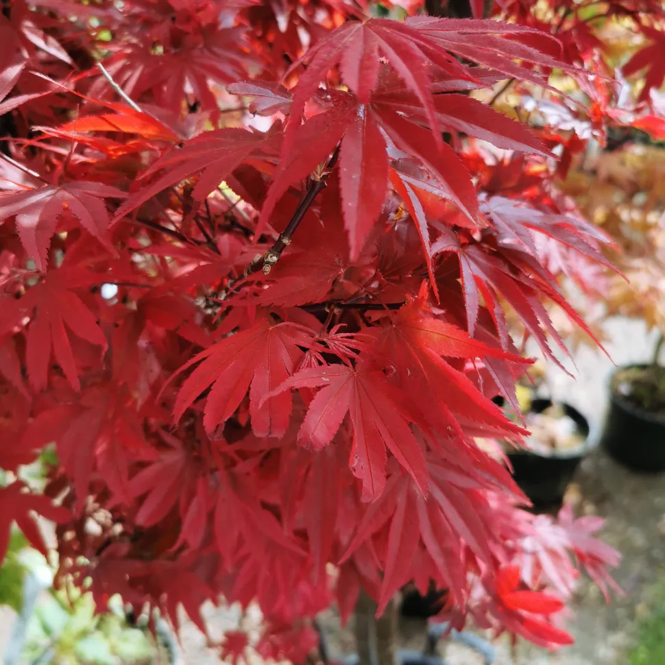 Japanischer Ahorn auf dem Pflanzenfest in La Feuillerie