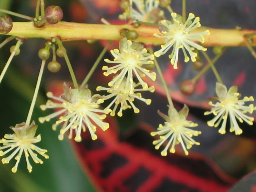 Croton-Blüten
