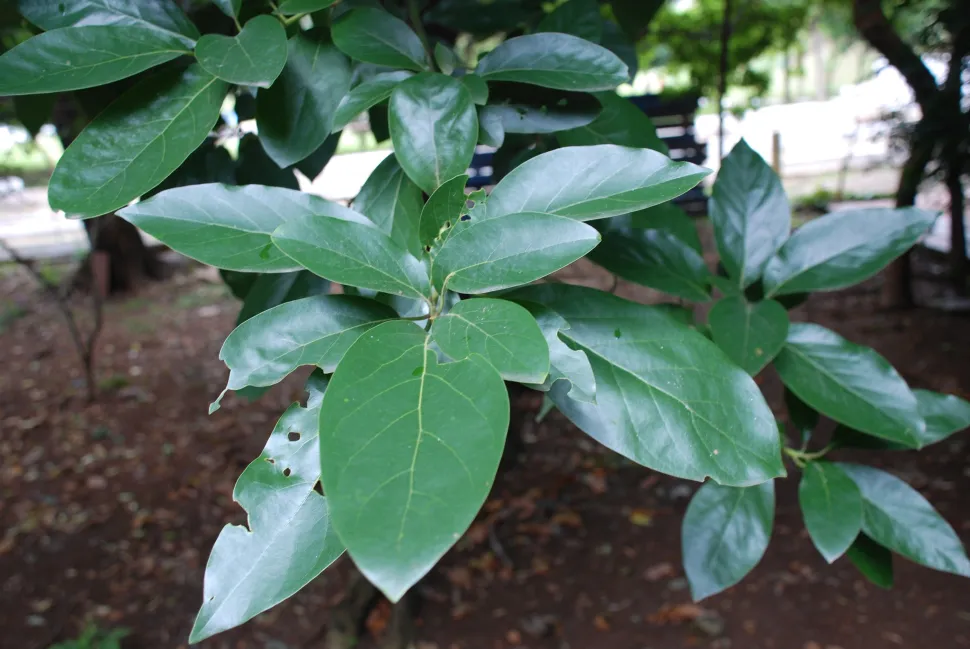 Feuilles d'avocatier