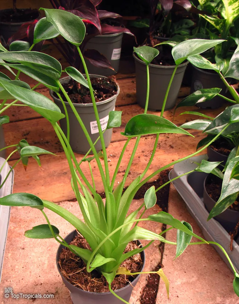 Alocasia tiny dancer in pot