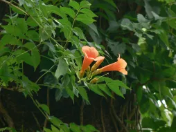 Bignonia della Virginia Campsis Radicans
