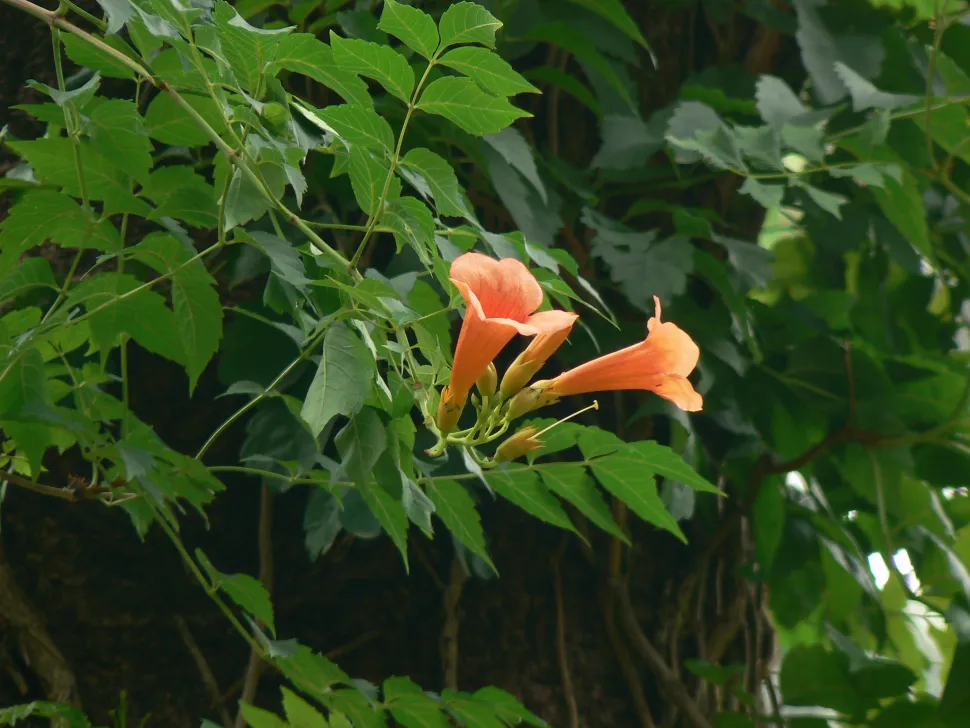 Virginischer Bocksbart Campsis Radicans